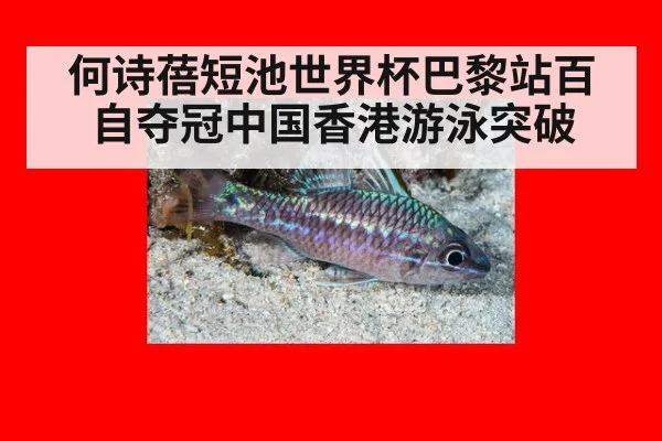 何诗蓓短池世界杯巴黎站百自夺冠中国香港游泳突破